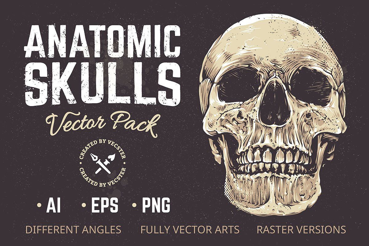 Anatomic Skulls Vector Pack — image 1
