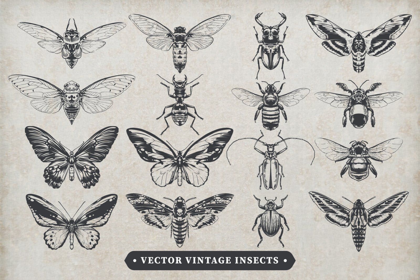 Vintage Insects Vector Set — image 1