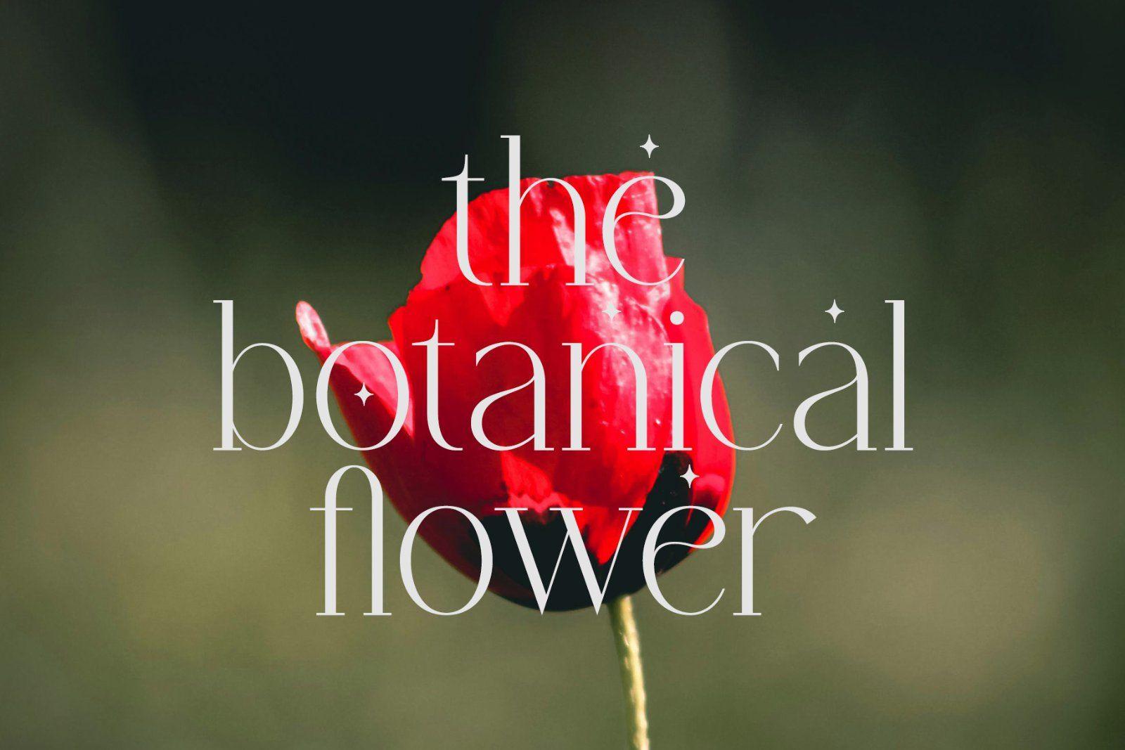 Chaltera | Modern Ligature Serif — image 7