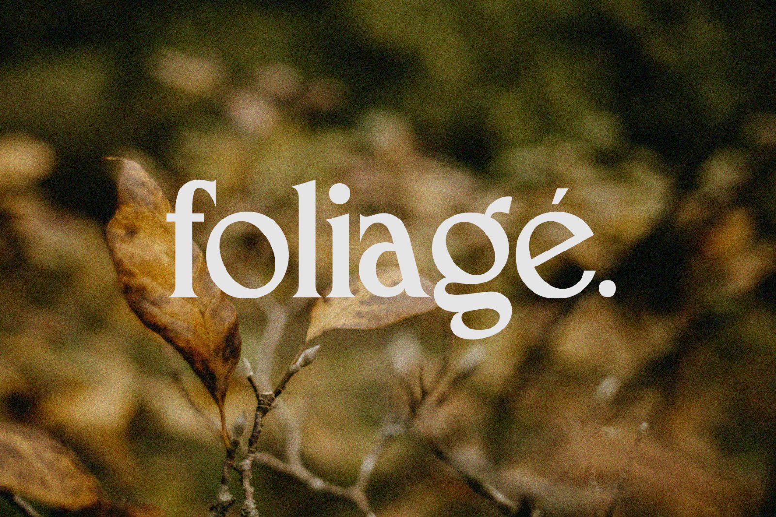 French Macchiola | Vintage Display Serif — image 12
