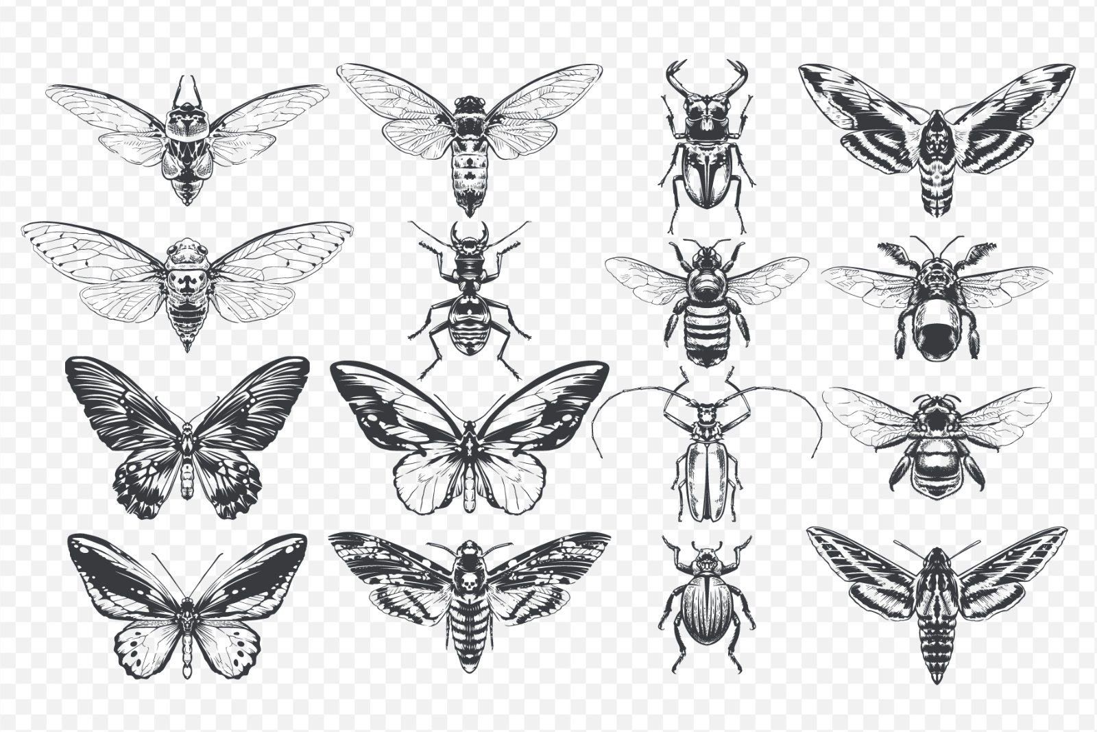 Vintage Insects Vector Set — image 2