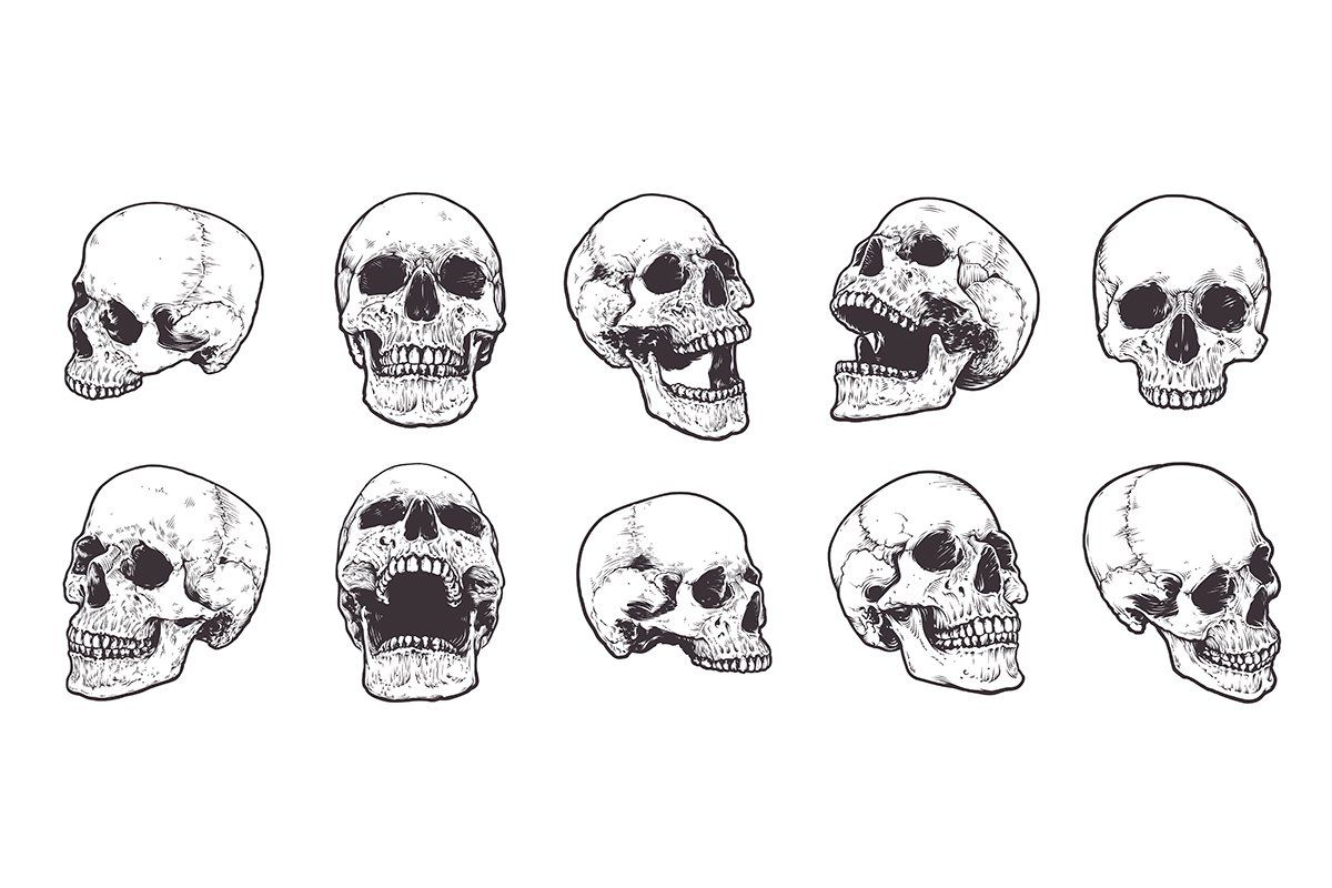Anatomic Skulls Vector Pack — image 2