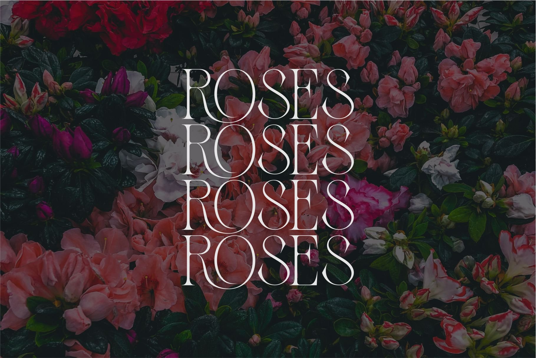 Zaslia - Elegant Ligature Serif — image 7