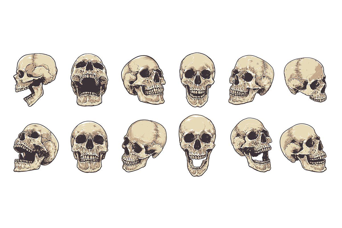 Anatomic Skulls Vector Pack — image 3