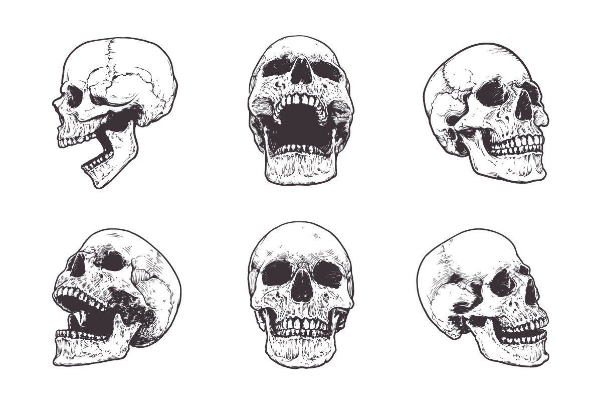 Anatomic Skulls Vector Pack — image 4