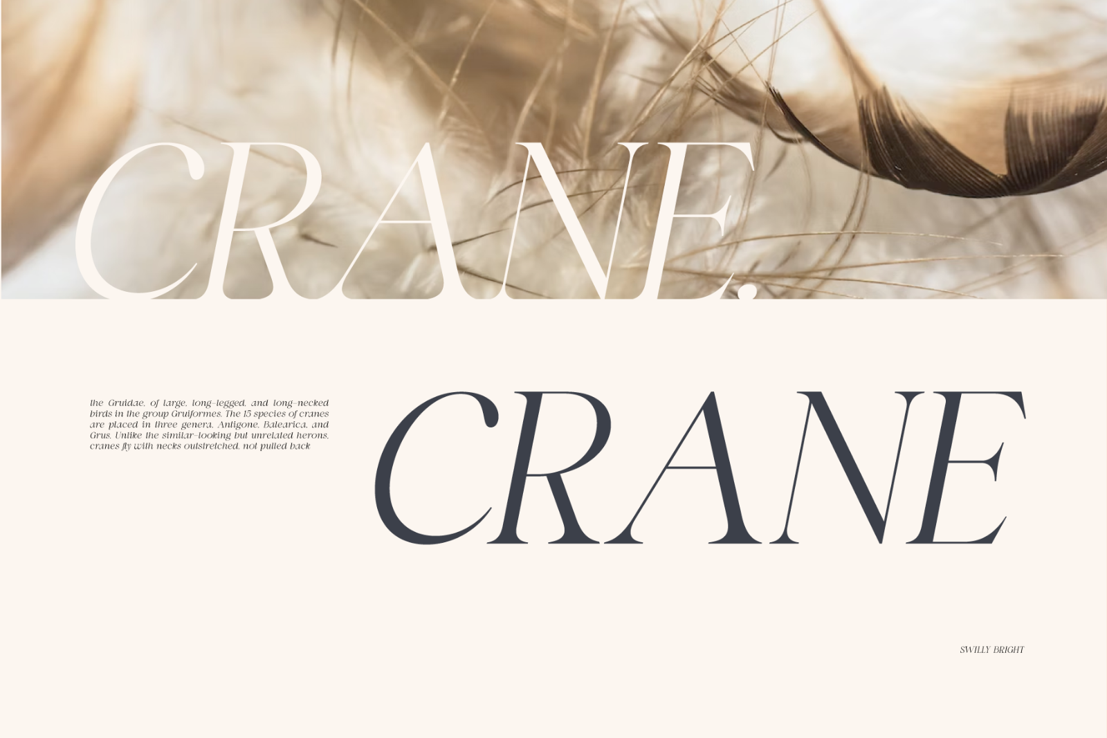 Swily Bright | Classy Font — image 6