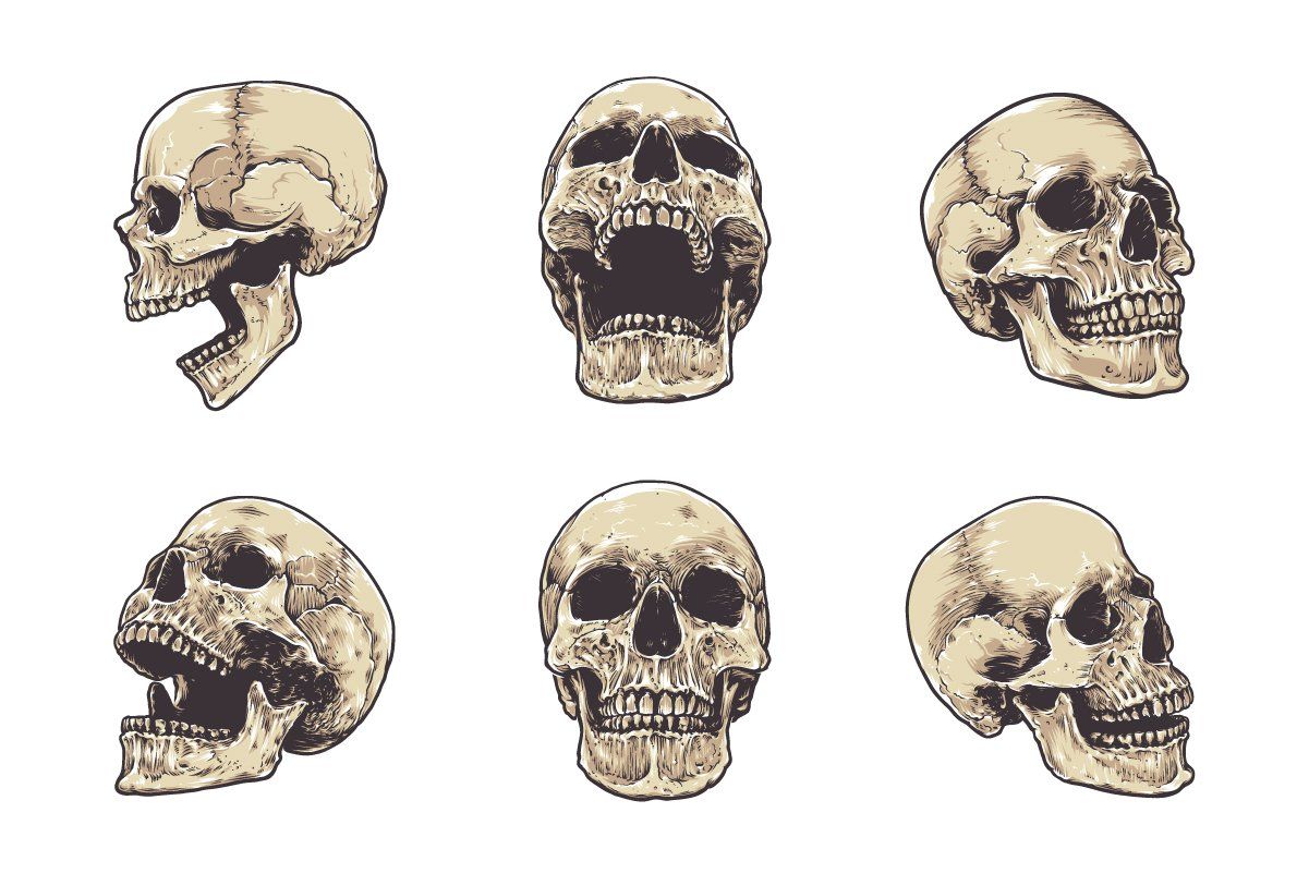Anatomic Skulls Vector Pack — image 5