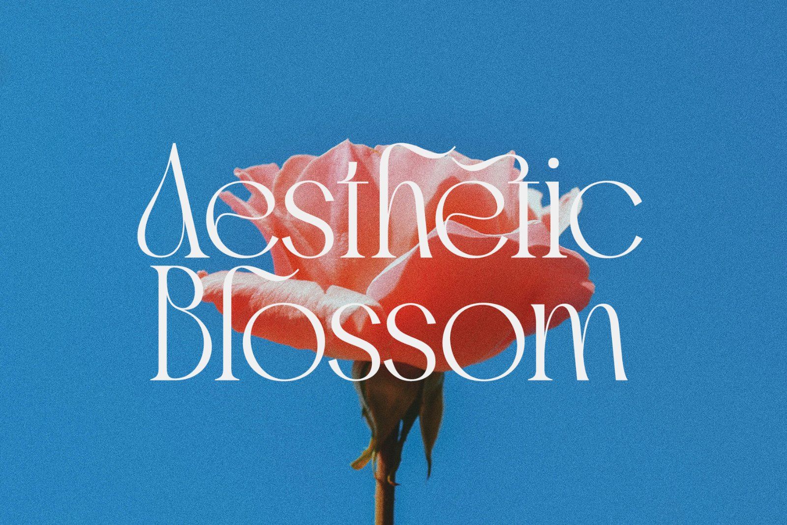 Brune Magery | Modern Elegant Serif — image 8