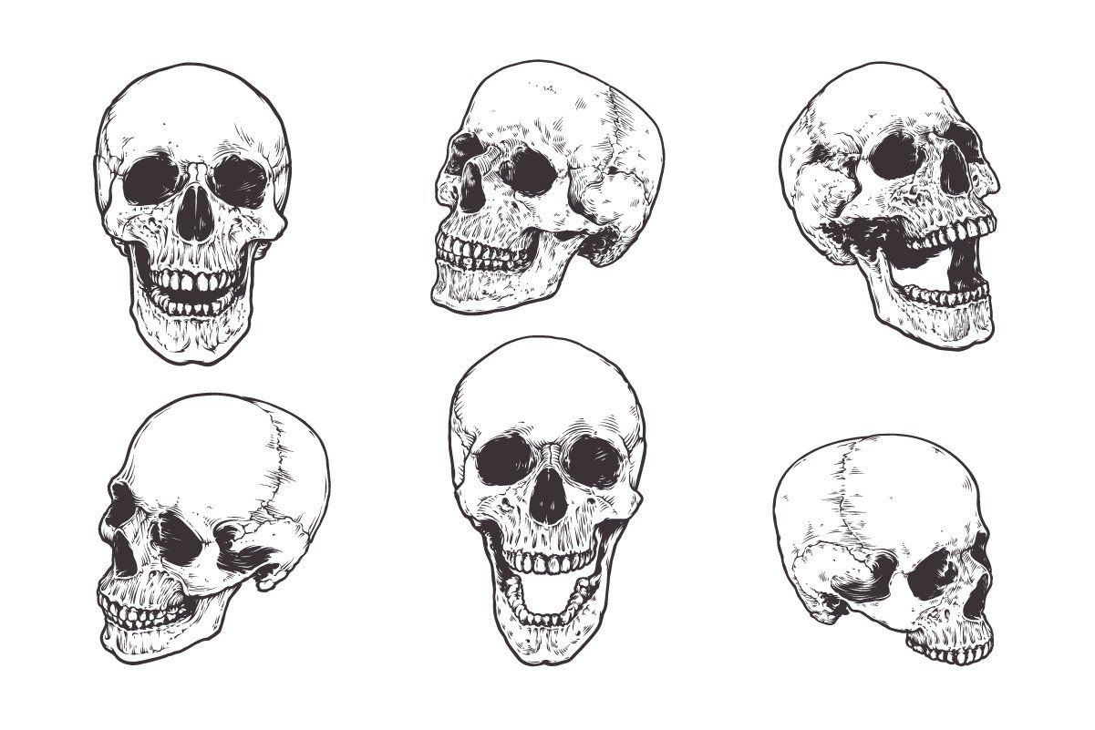 Anatomic Skulls Vector Pack — image 6