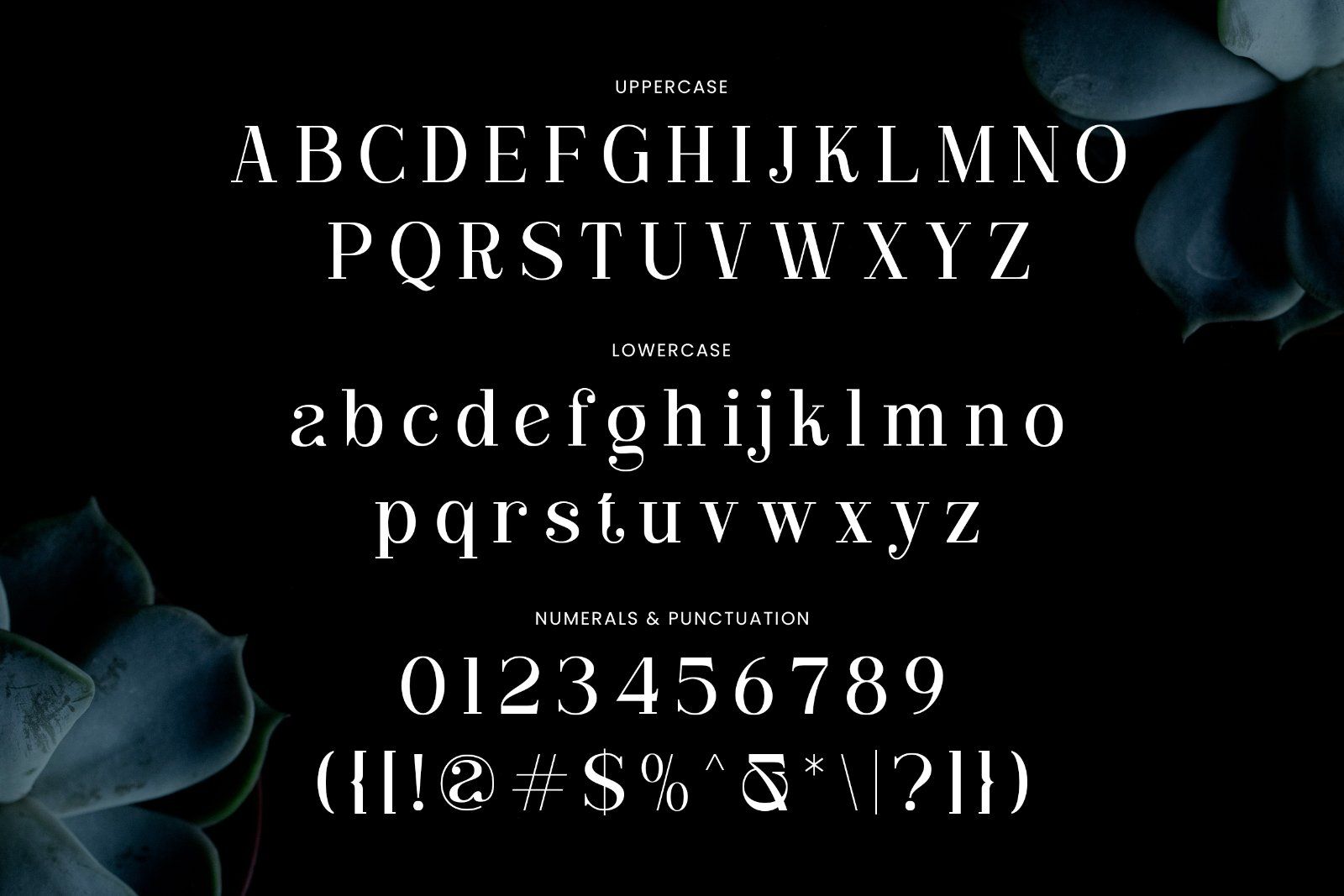 Clarita | Modern Unique Serif — image 6