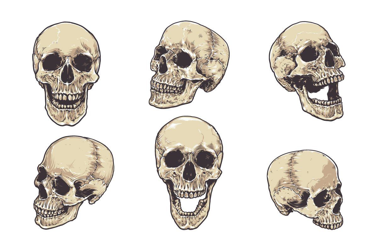 Anatomic Skulls Vector Pack — image 7