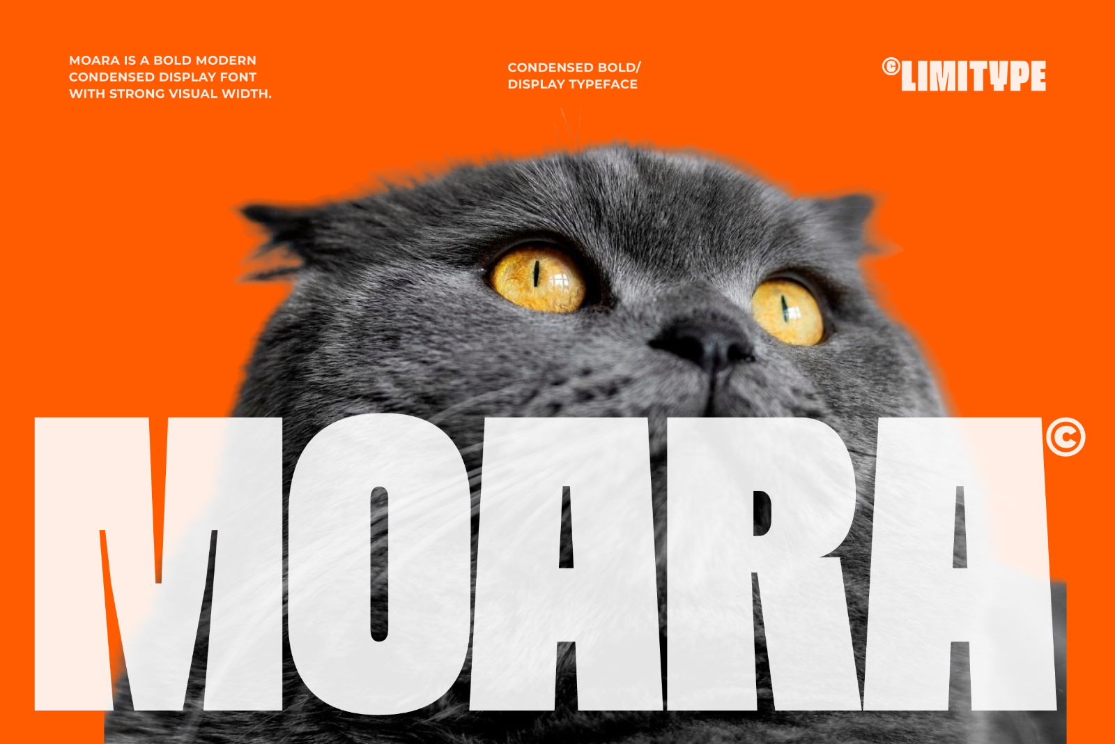 Moara — image 1