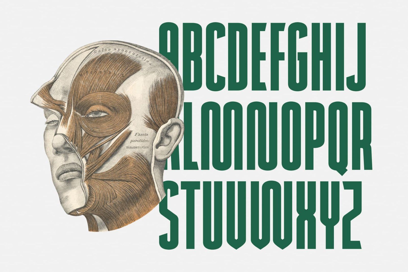 Newcaps - Modern Logo Font — image 7