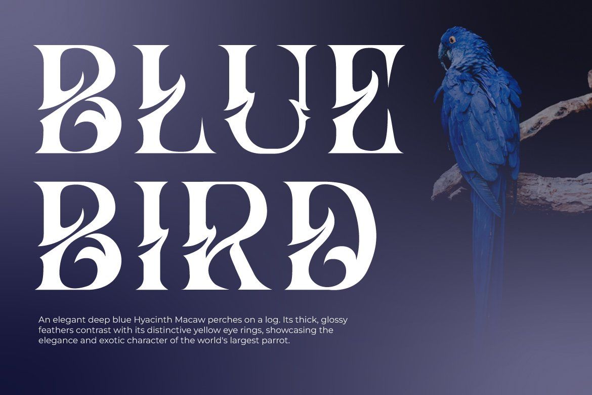 Hizba – Luxury Ornamental Serif Font — image 7