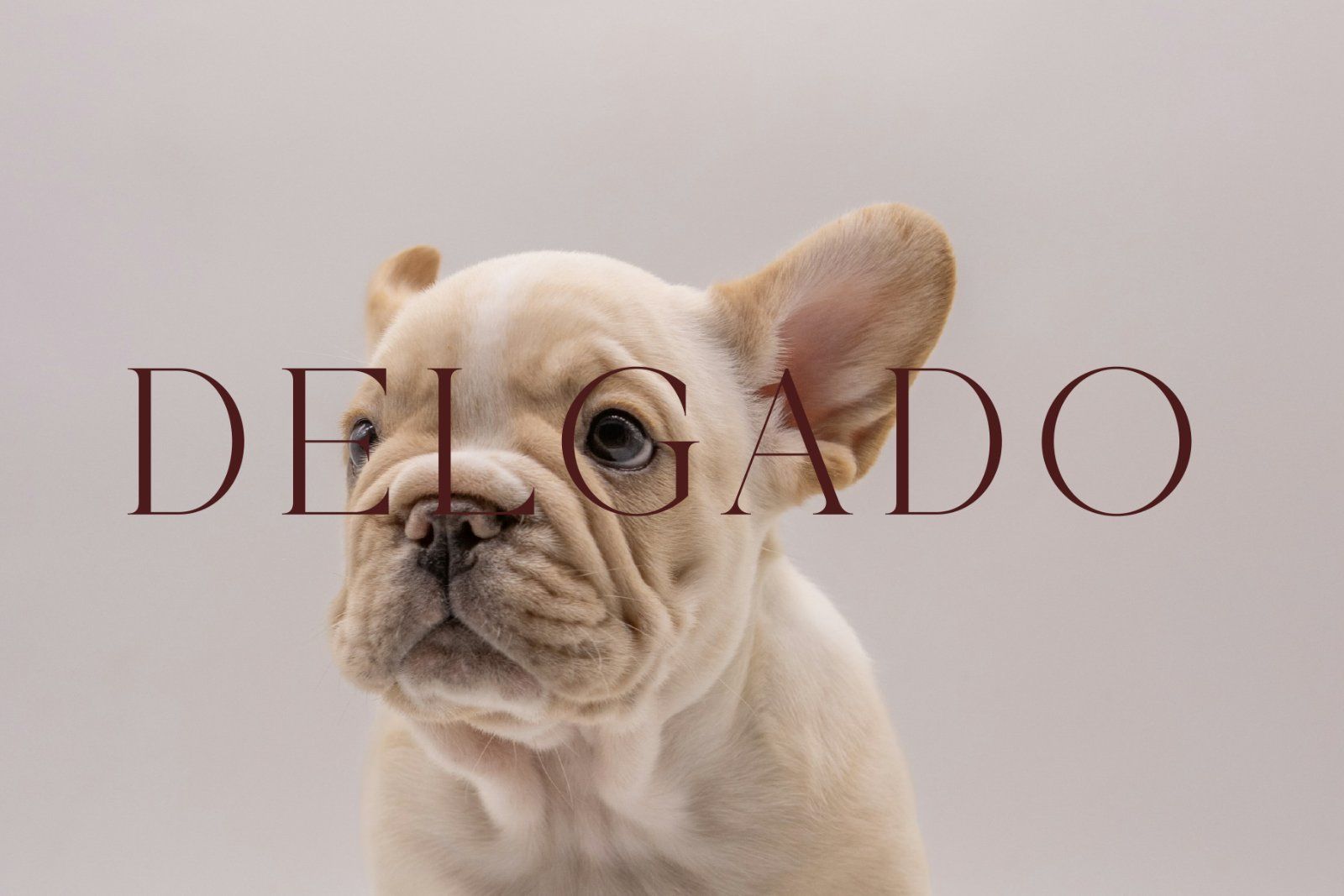 Crimle - An Elegant Serif Font — image 8