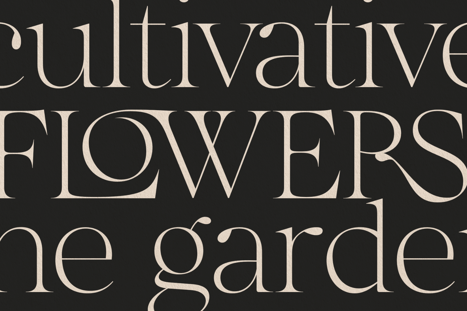 The More Crowd Serif — image 10