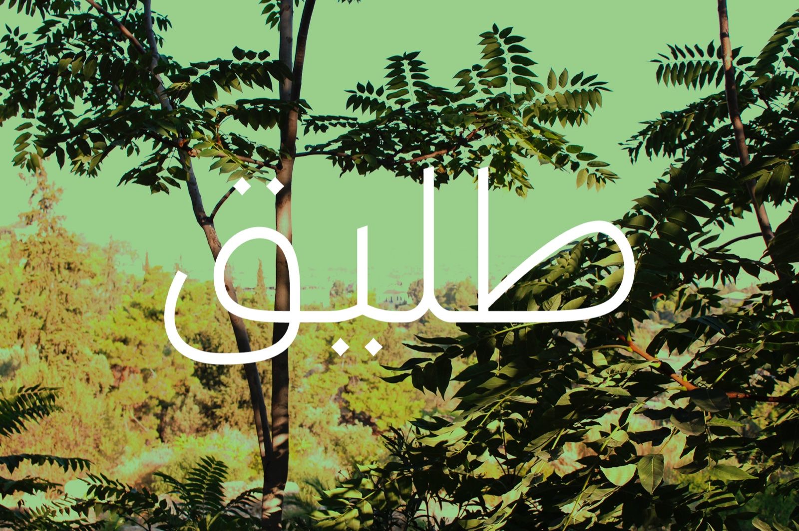 Taleeq - Arabic Typeface — image 1